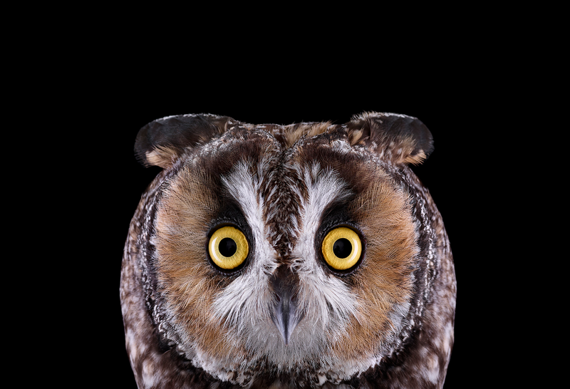 Illustration for article titled Take A Moment To Marvel At These Unusually Intimate Owl Portraits